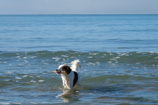 Dog playing and swim with stick