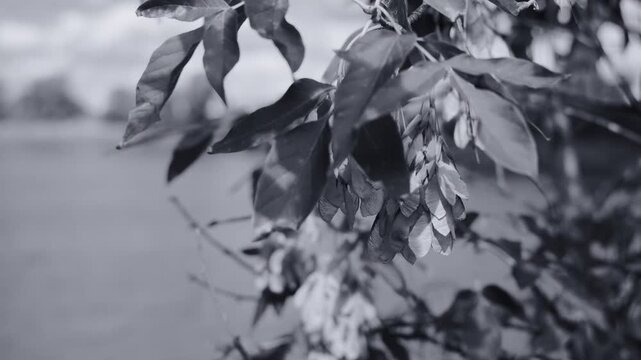 B&W macro shot of winged maple seeds (samaras) on branches with leaves. Moody nature footage, shallow depth of field, fine film grain texture.
