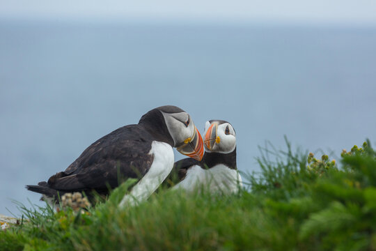 Puffin