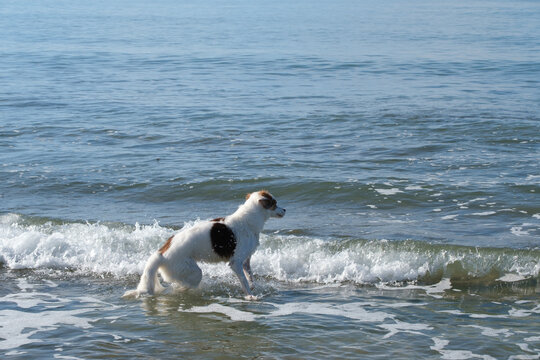 Dog playing and swim with stick