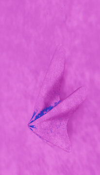 Close-up view of pink butterfly wing with natural pattern and texture