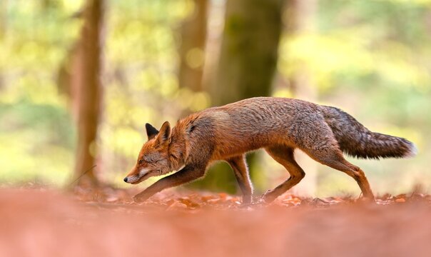A red fox walks in the forest. Vulpes vulpes. A red fox in the nature habitat. Wildlife scene with a fox. 