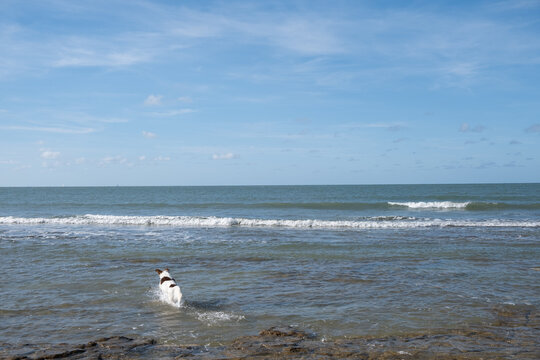 White Dog playing with a stick on the beach
