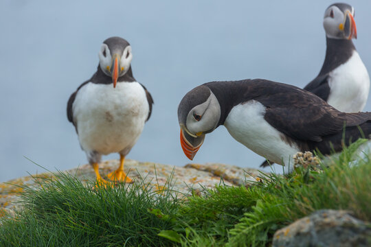 Puffin