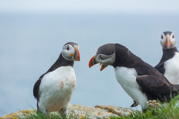 Fototapeta premium Puffin