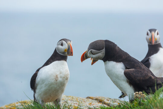 Puffin