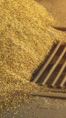 Obraz premium Golden grain pile near industrial grates on floor, showing agricultural processing of oat or barley crop during harvest for food production, warm sunlight illumination vertical photo