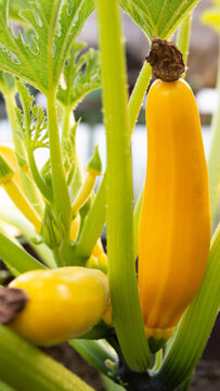 Vibrant growth of golden zucchini plant, showcasing developing yellow fruits, lush green leaves, and sturdy stems, signifying natural abundance in garden vertical photo