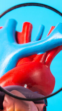 Magnified human heart anatomical model showing main arteries and veins, intricate detail of cardiovascular system, biology education, medical science, healthcare concept, vertical photo
