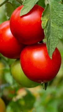 Vibrant red ripe tomatoes growing on vine with green leaves in outdoor garden, showcasing fresh organic produce and natural beauty, cultivation of delicious fruit, vertical photo