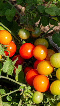 Vibrant cherry tomatoes cluster ripen on robust garden vine, displaying diverse colorful stages of growth from green to yellow to orange to brilliant red, captured in natural light vertical photo
