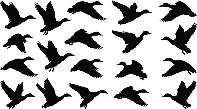 Set of black flying duck silhouettes featuring dynamic mallard postures and various flight stages