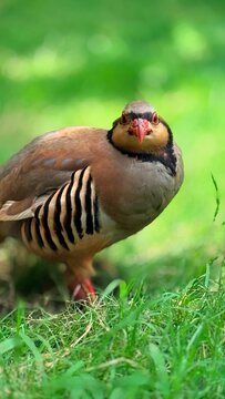 Chukar partridge on the grass