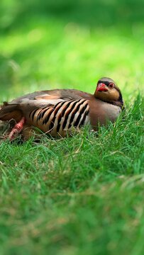 Closeup picture ofChukar partridge