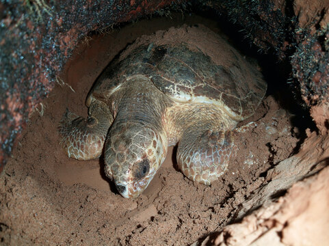 A sea turtle nesting on a sandy shore, carefully digging a hole to lay its eggs. The turtle's shell is textured and patterned, and it appears to be in a natural habitat.