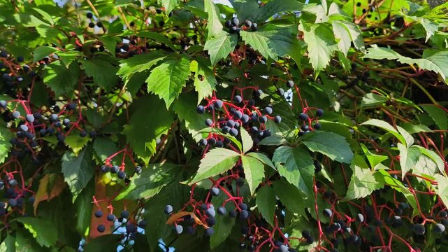 Parthenocissus quinquefolia Virginia creeper vine with green palmate leaves and dark blue ripe berries on contrasting bright red stems.