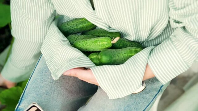 Hands cupping fresh green cucumbers in a sunny garden, showcasing abundant organic harvest. A proud farmer displays healthy produce, feeling grateful for the bountiful summer crop.
