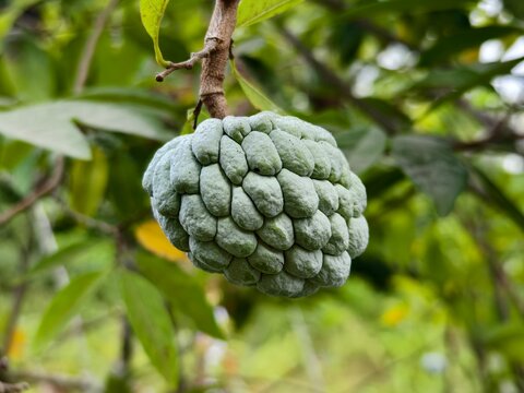 srikaya or Annona squamosa fruit with blurred background