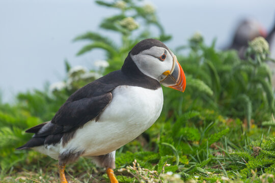 Puffin
