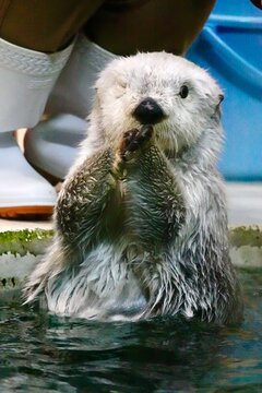 Cute sea otter winking and holding paws together in water at Toba Aquarium in Mie, Japan