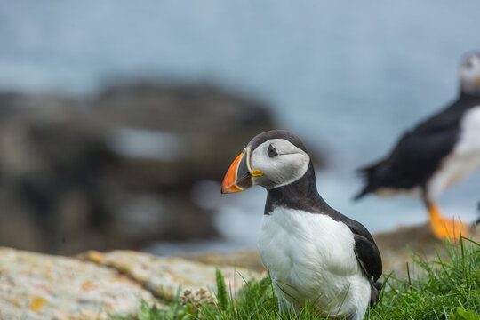 Puffin