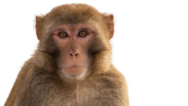 Close-up portrait of a rhesus monkey face with brown fur, isolated on transparent background