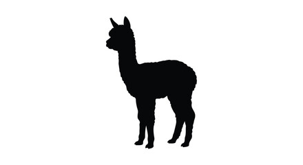 A dark alpaca silhouette stands against a plain white background creating a stark contrast llama © MUKTA