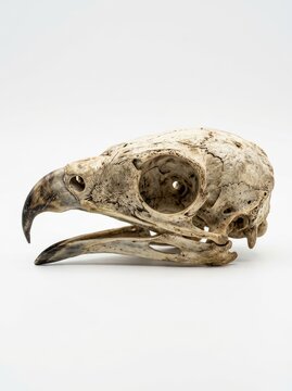 Detailed Bird of Prey Skull Isolated on White Background - Raptor Cranium Side Profile for Science and Education