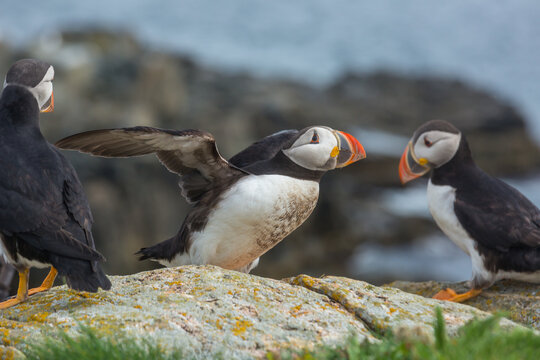 Puffin