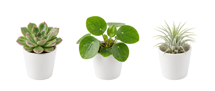 Succulent Potted Plants Houseplant Set isolated on black background featuring echeveria, pilea peperomioides, and tillandsia in white ceramic pots for modern minimalist indoor home decor style