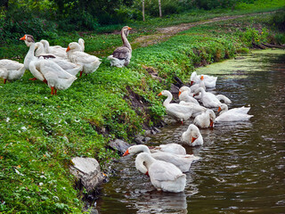 Geese and ducks gather near the water in a green area by a stream © OlegDoroshin