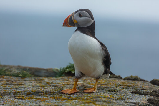 Puffin