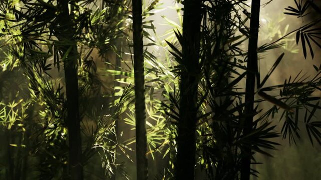 Sunlight shines through the tall bamboo plants in a forest. The light creates patterns on the ground. The scene shows a natural setting with green foliage.