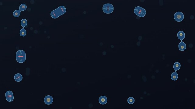 Protist cell splitting into daughter cells seamless loop