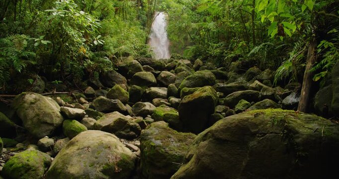 View toward a waterfall through a foreground of large moss covered boulders and dense jungle growth