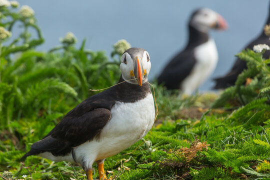 Puffin