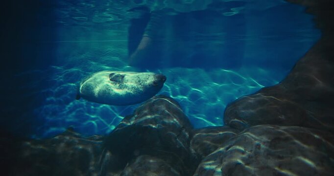 Harbor Seal Or Phoca Vitulina Slow Swim In Ocean Underwater Aquarium. Playful True Seal. Most Widely Distributed Species Of Pinniped. Marine Life