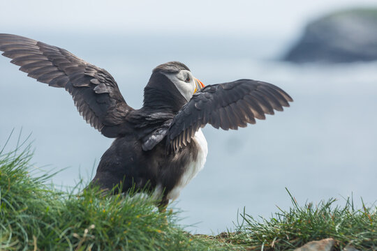 Puffin