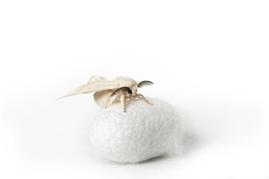 Silk Moth on Silk Cocoon against white background, copy space