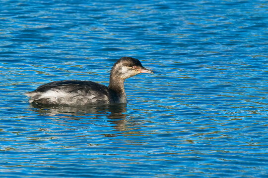 Ohrentaucher (Podiceps auritus) Jungvogel