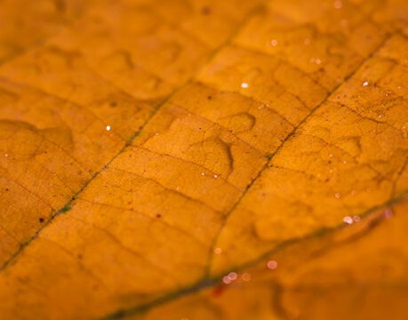 Texture of the yellow leaf with drops of water on it. A macro shot. 