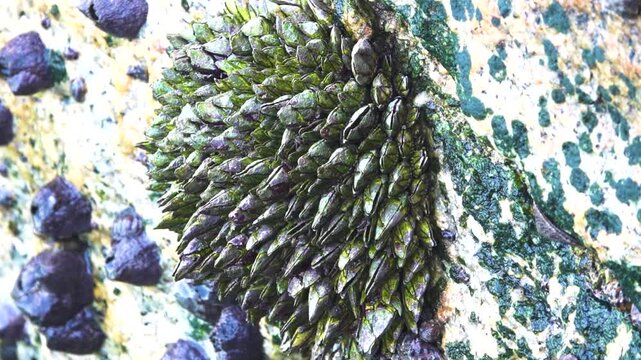 goose barnacle (Lepas) and beadlet anemone) (Actinia equina are fouling on rocky shores in the South China Sea. Hong Kong