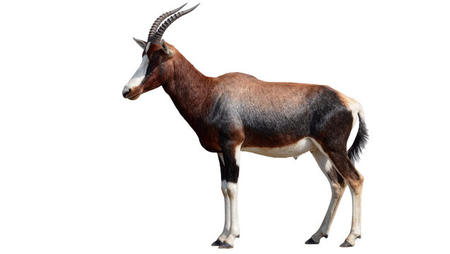 Brown and black blesbok antelope with curved horns, isolated on transparent background