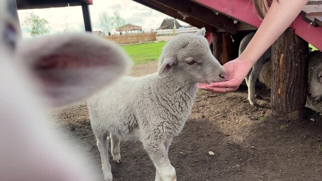 Gentle Lamb Nuzzling a Child's Hand on a Small Farm
