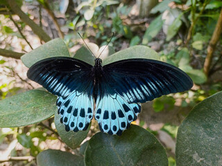 black swallowtail butterfly © The Rogue Ronin