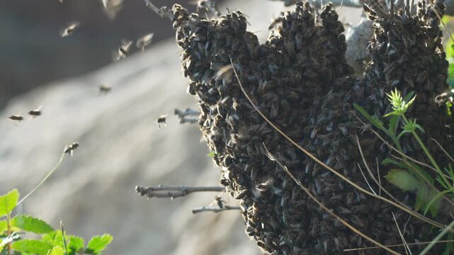 Bees swarm insects flying around a dense hive clinging to tree branches in a sunny forest setting for nature and environmental projects