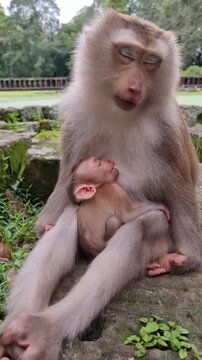 mother and baby A gentle mother monkey sleeps peacefully while holding her tiny baby closely as it nurses and rests safely in her warm comforting embrace outdoors in nature.