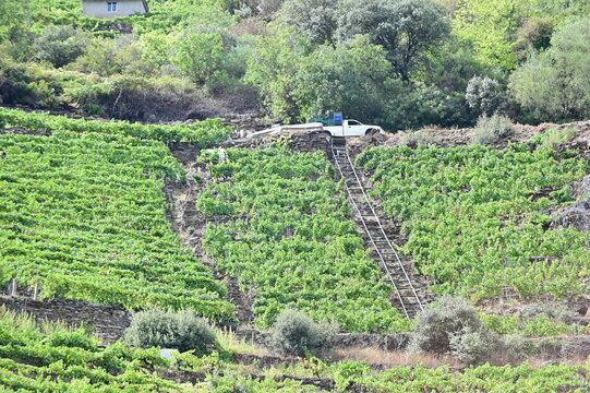 Steep vineyards of Ribeira Sacra, Rias Baixas, Galicia, Spain - heoric viticulture above the Rio Sil and Mino river
