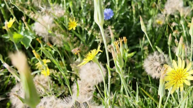 Honeybee Flying Among Yellow Wildflowers in a Green Meadow