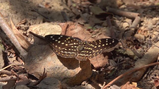 common archduke Lexias pardalis, Nymphalidae., Hong Kong Island